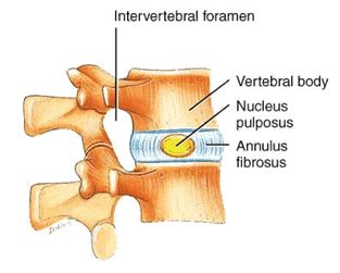 Anatomie d'une vertèbre