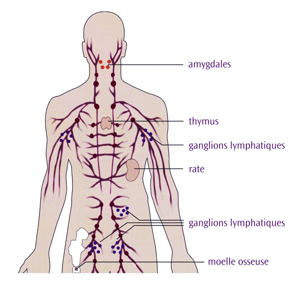 Système lymphatique